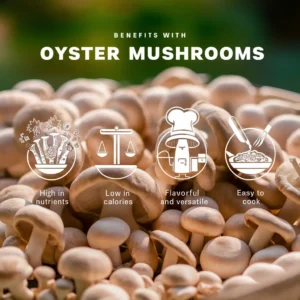 Benefits Oyster Mushroom 